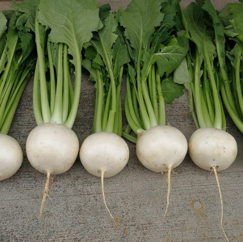 Turnip Silky Sweet